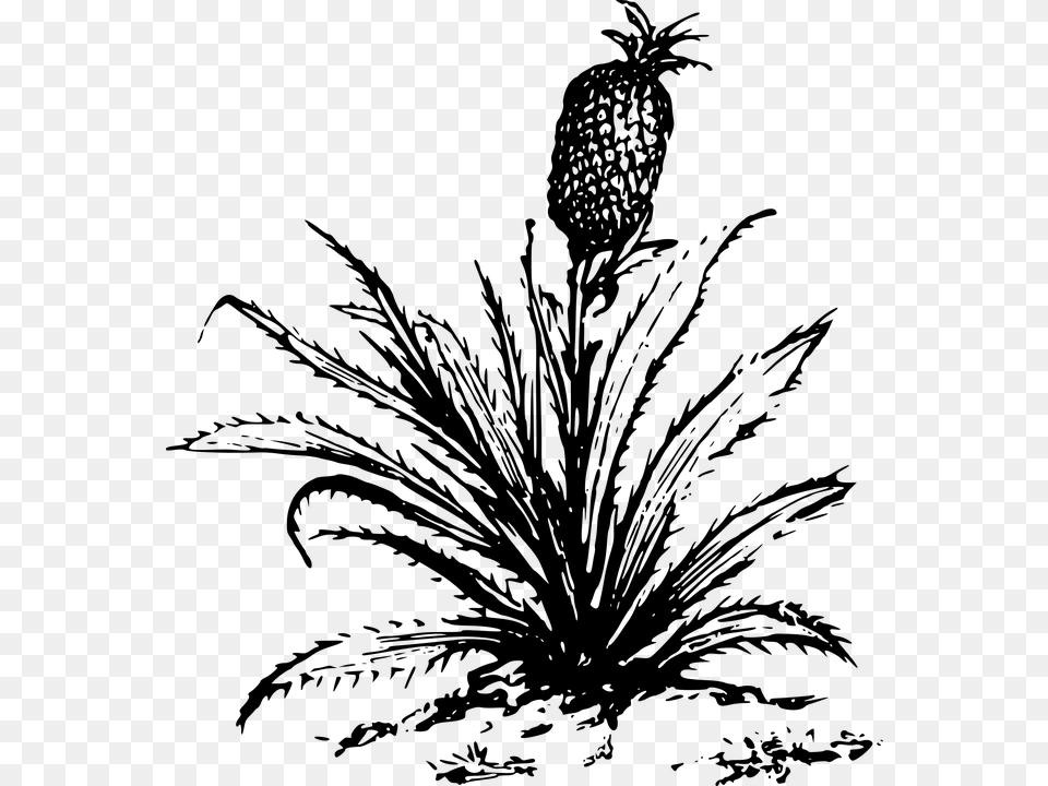 Pineapple Tree Clipart Black And White, Gray Png