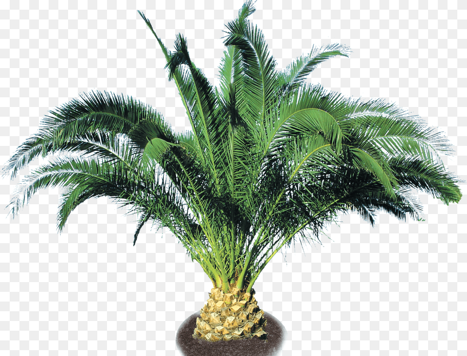 Pineapple Trees Small Palm Tree, Palm Tree, Plant, Food, Fruit Free Transparent Png