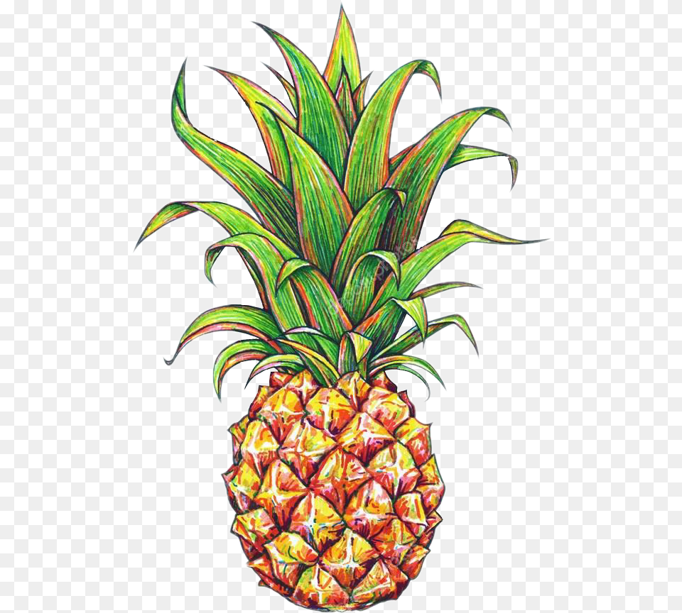 Pineapple Tumblr 6 Pineapple Drawing, Food, Fruit, Plant, Produce Png Image
