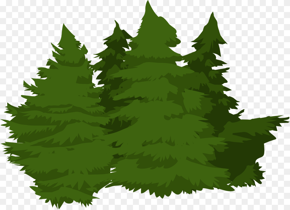 Pinecluster Clipart, Conifer, Fir, Green, Pine Free Transparent Png