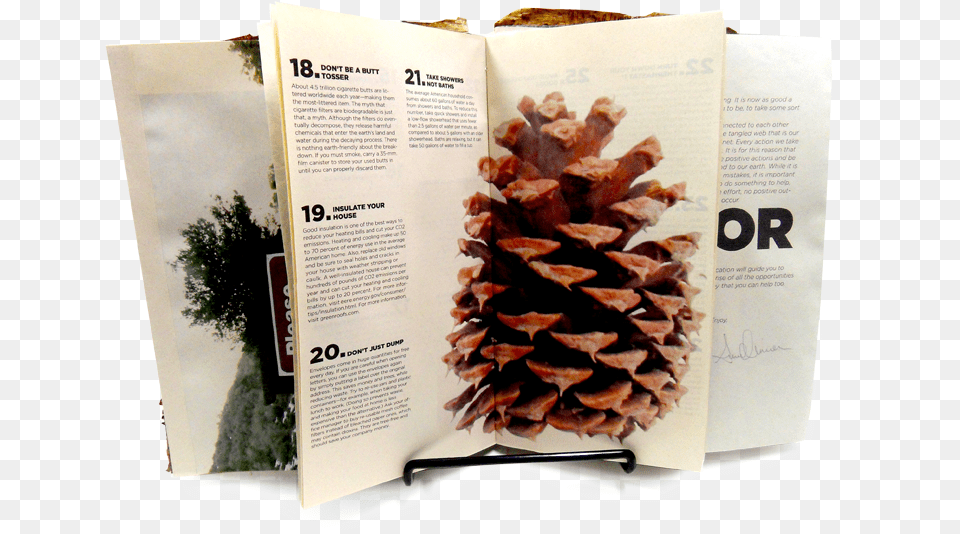 Pinecone, Advertisement, Conifer, Page, Plant Png