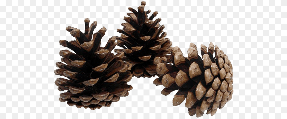Pinecone Background Image Pine Cones Background, Conifer, Plant, Tree, Larch Free Transparent Png