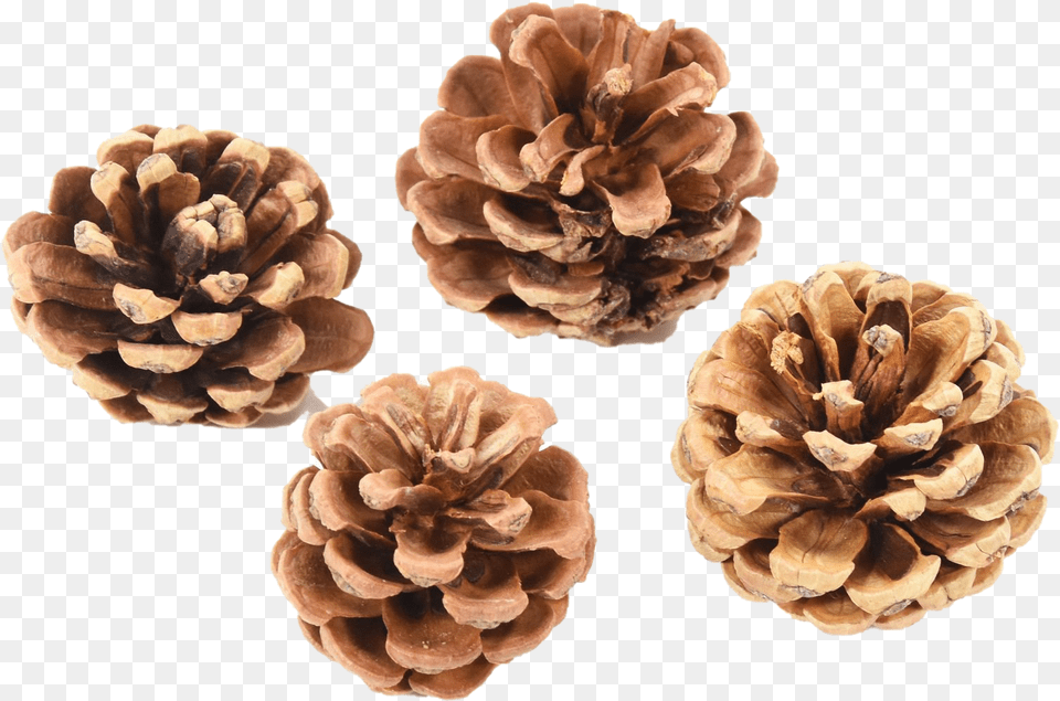 Pinecone Background Mart Mexican Pinyon, Conifer, Vegetable, Tree, Produce Free Png Download