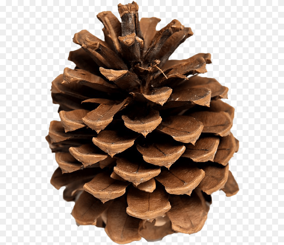 Pinecone Background Pine Cones, Conifer, Plant, Tree, Wood Png
