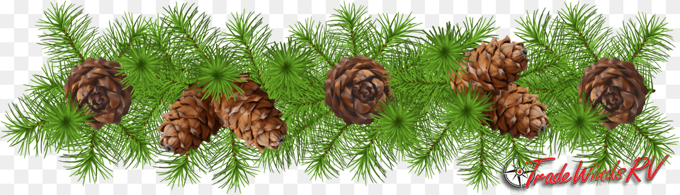 Pinecone Clipart Greens Pinecone Garland Clipart, Conifer, Larch, Plant, Tree Free Png