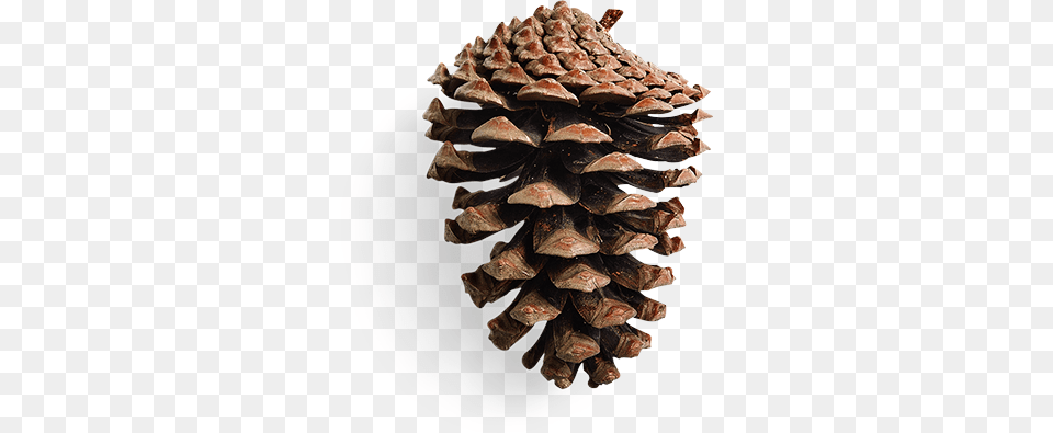 Pinecone Conifer Cone, Plant, Tree, Wood, Tree Trunk Free Png Download