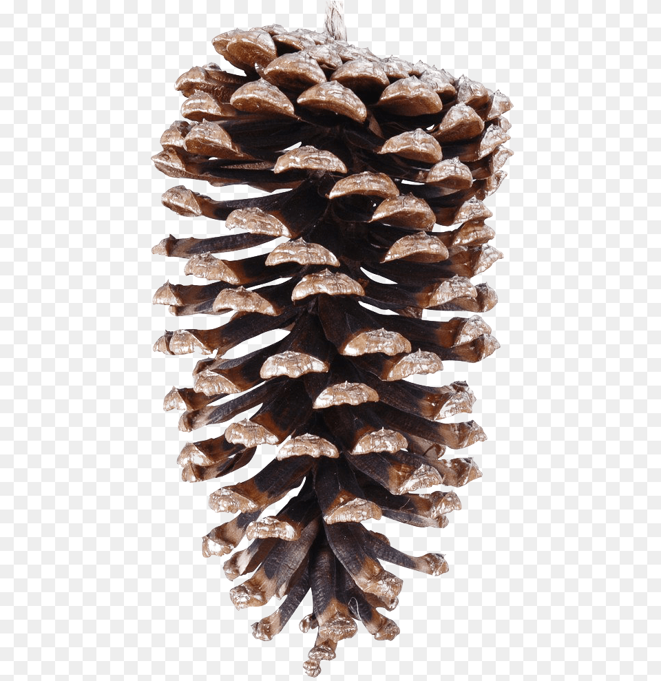 Pinecone File Conifer Cone, Plant, Tree, Larch Free Transparent Png