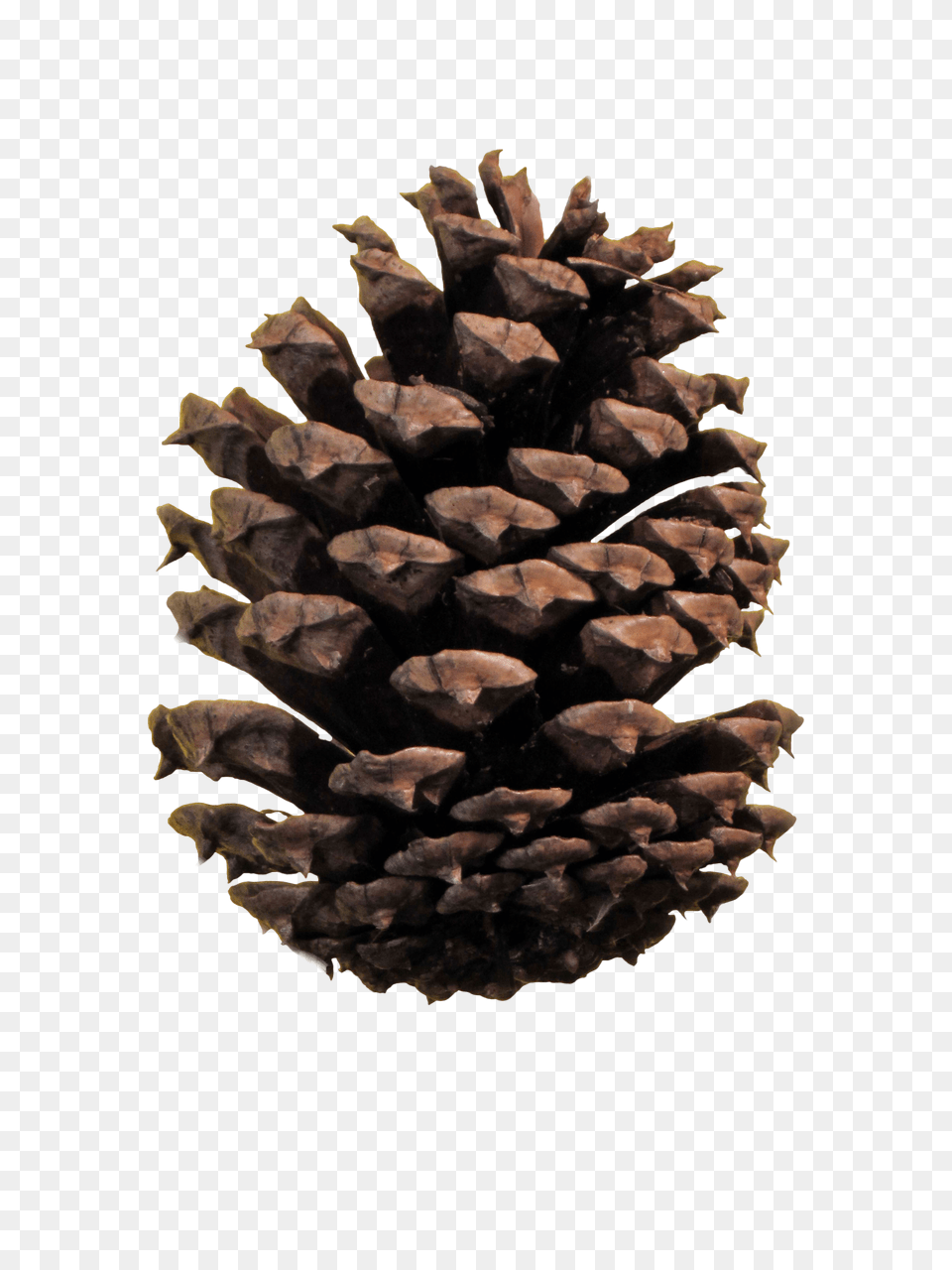Pinecone Hd Transparent Pinecone Hd Images Free Png