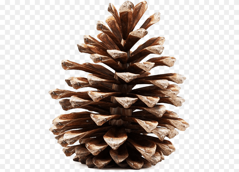 Pinecone Photos Pine Cone 3d Model, Conifer, Plant, Tree, Wood Free Transparent Png