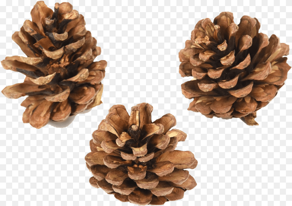 Pinecone Pic Conifer Cone, Tree, Plant, Nut, Food Free Transparent Png