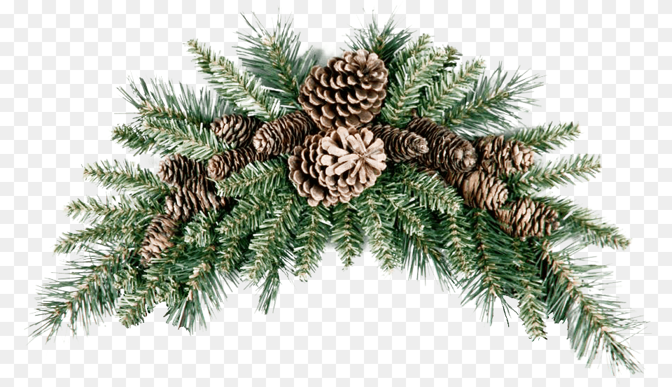 Pinecone Picture Christmas Swag, Conifer, Fir, Pine, Plant Png Image