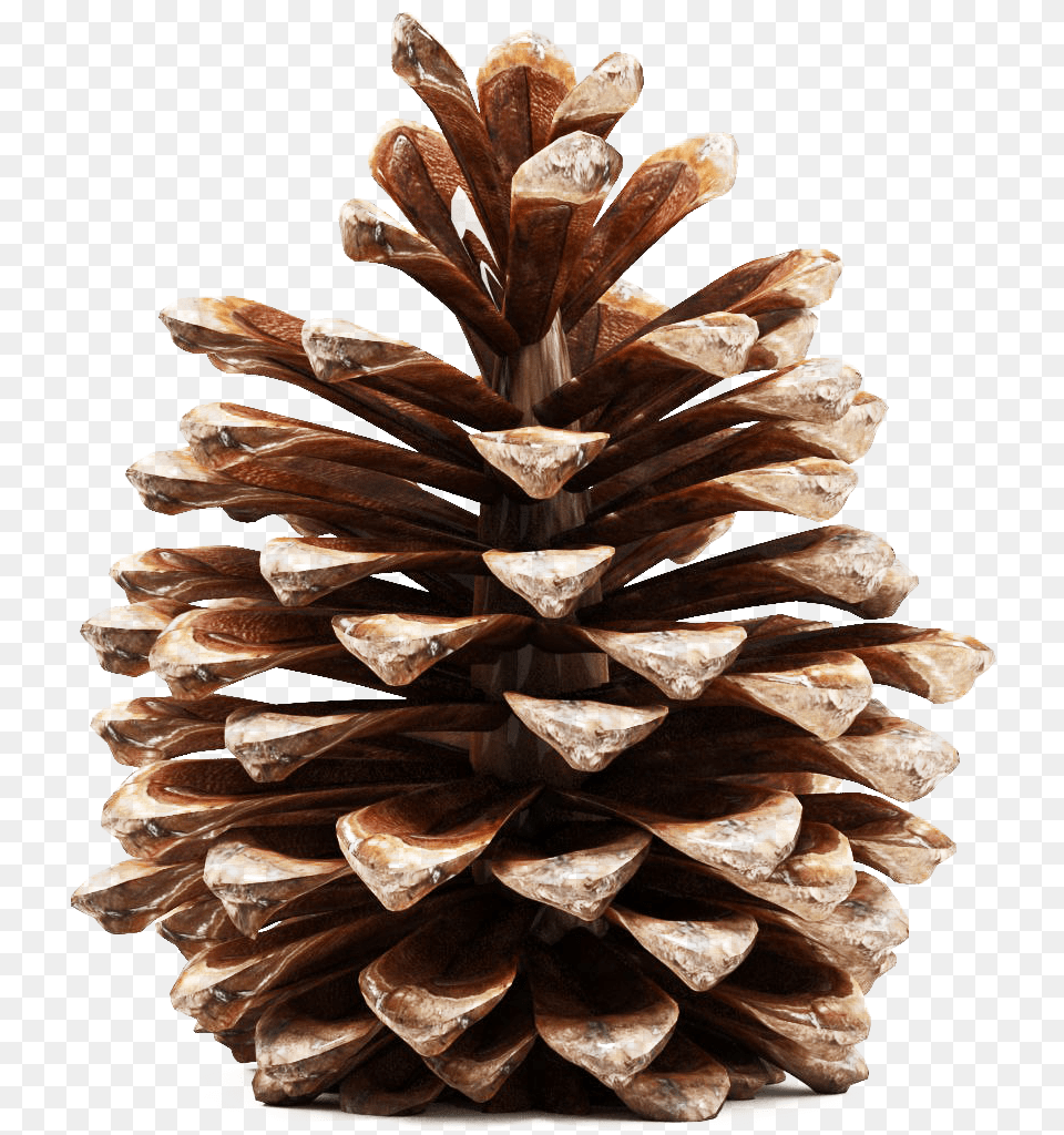 Pinecone Transparent Picture Pine Cone 3d Model Conifer, Plant, Tree, Wood Free Png Download