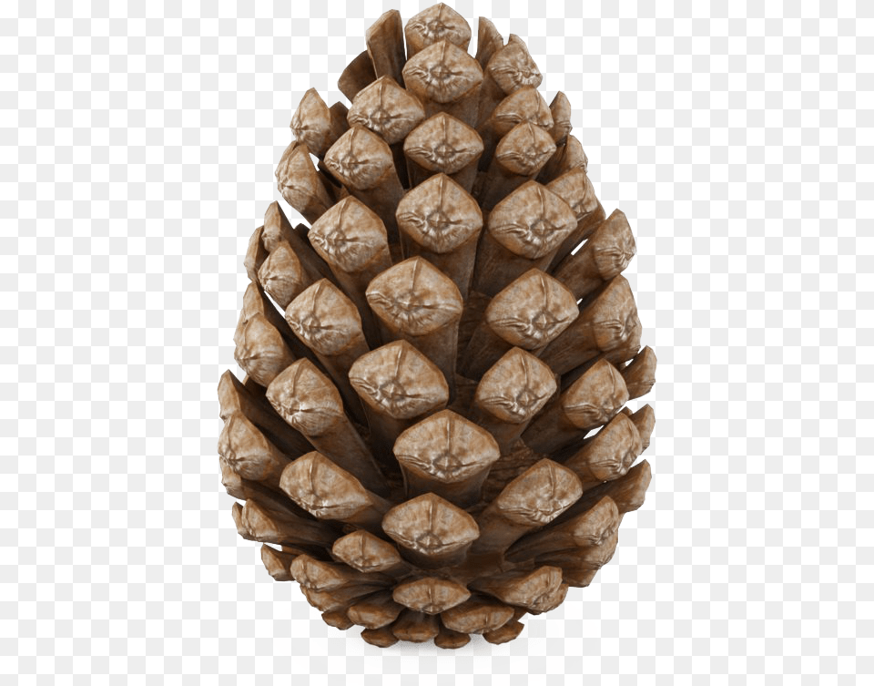 Pinecone Transparent Pine Cone 3d Model, Conifer, Plant, Tree Png