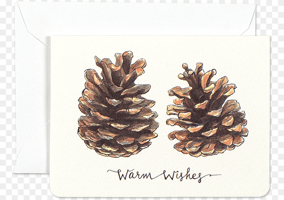 Pinecones Warm Wishes Mini Card, Conifer, Plant, Tree, Larch Free Png