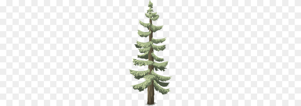 Pines Fir, Pine, Plant, Tree Free Png