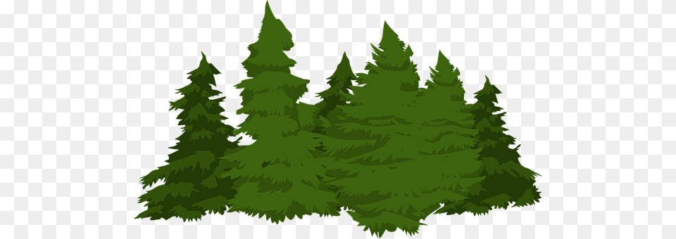 Pines Fir, Green, Tree, Plant Free Png