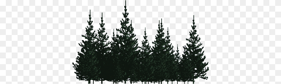 Pines Pines, Fir, Pine, Plant, Tree Free Png Download