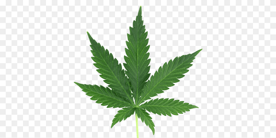 Ping Cannabis, Leaf, Plant, Hemp, Weed Png