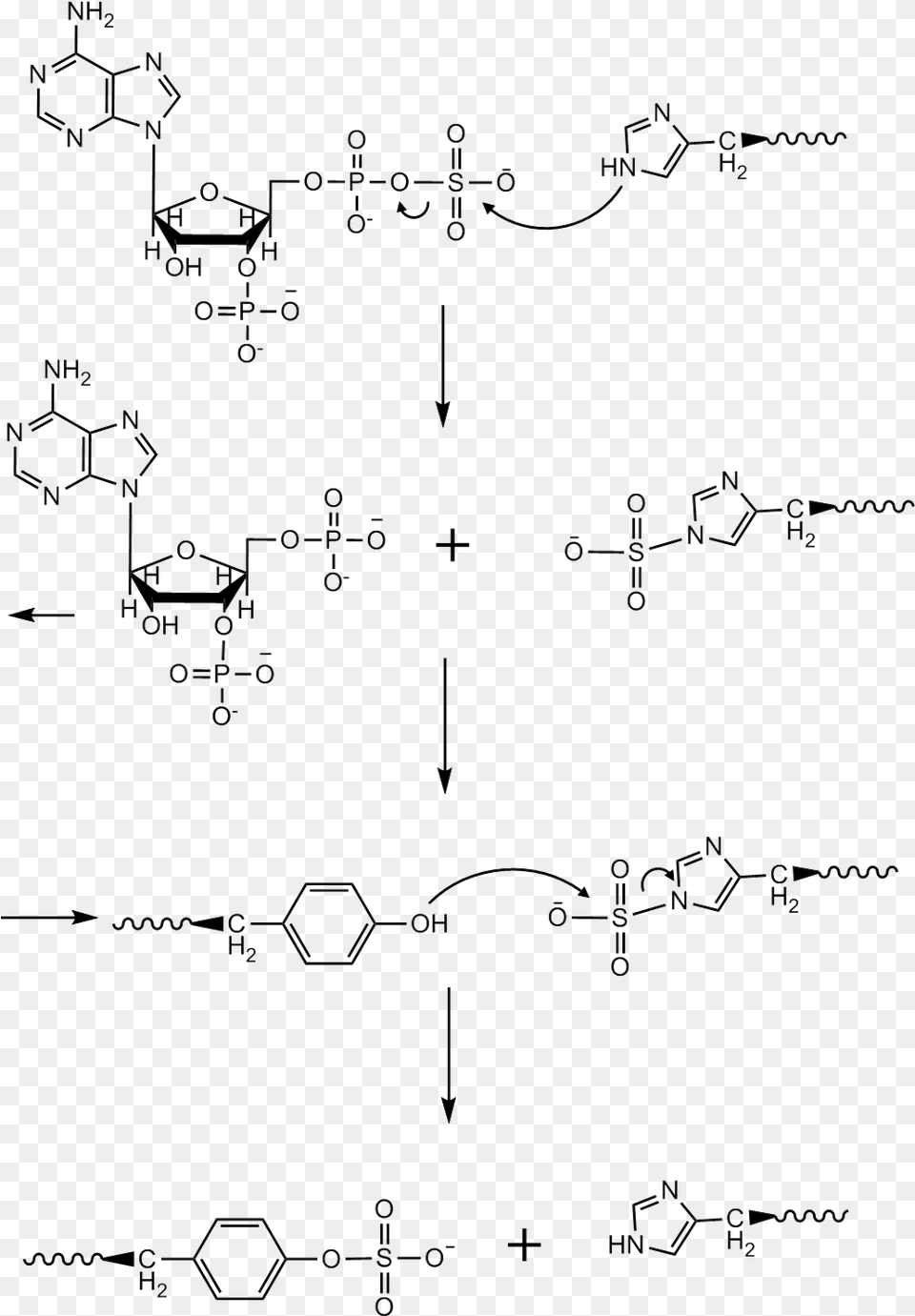 Ping Pong Mechanism Model For Tpst Sulfation Of Tyrosine Mechanism, Circuit Diagram, Diagram Free Png
