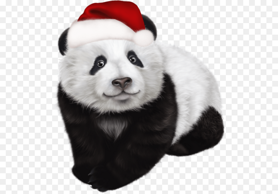 Pingl Par Shannon L Klose Sur Winter Christmas Panda, Animal, Canine, Dog, Mammal Png Image