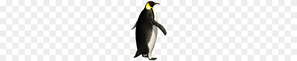 Pinguin, Animal, Bird, Penguin, King Penguin Png