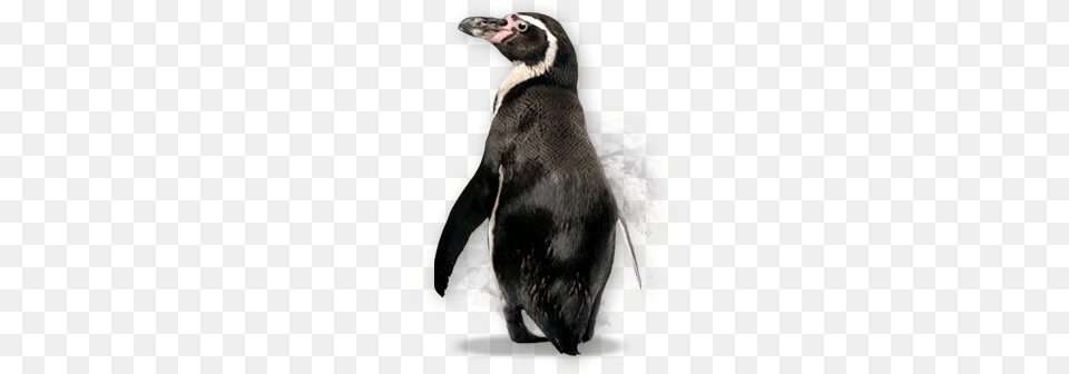 Pinguin, Animal, Bird, Penguin Free Transparent Png