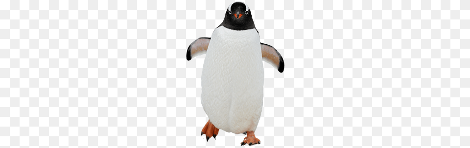 Pinguin, Animal, Bird, Penguin Png