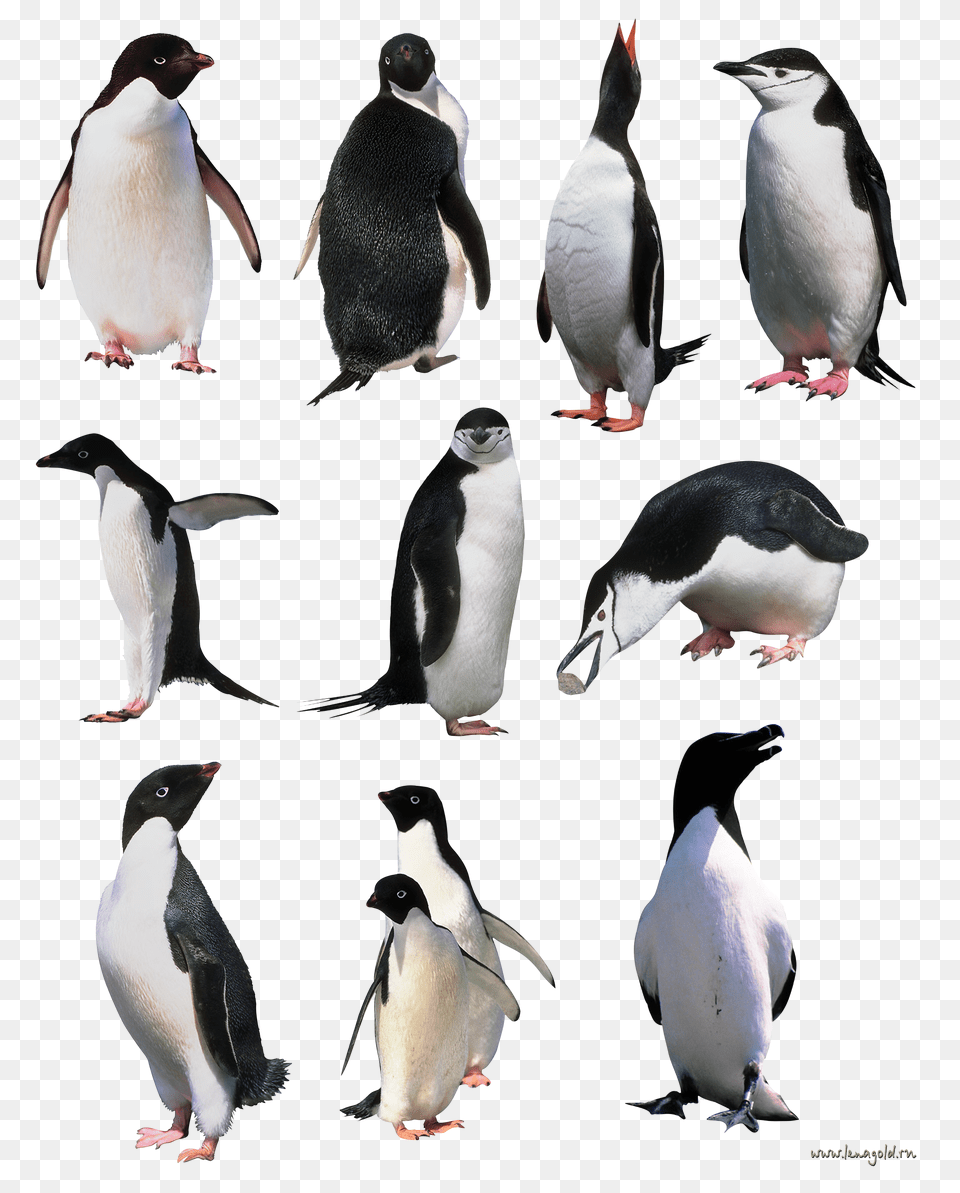 Pinguin, Animal, Bird, Penguin, Art Free Transparent Png