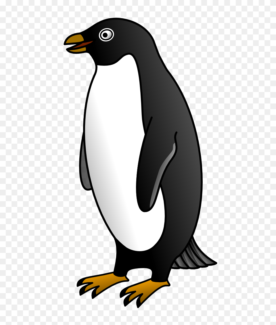 Pinguin, Animal, Bird, Penguin, King Penguin Png