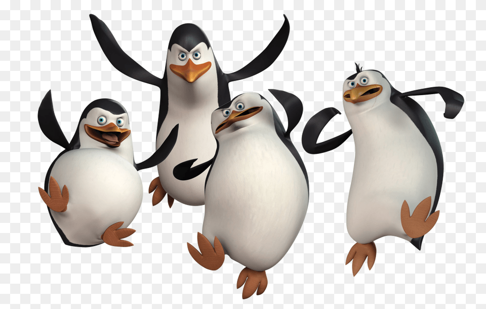 Pinguin, Animal, Bird, Penguin Png Image