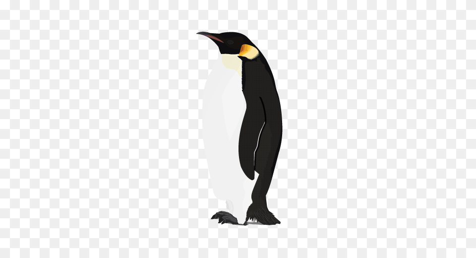 Pinguin, Animal, Bird, Penguin, King Penguin Free Png Download