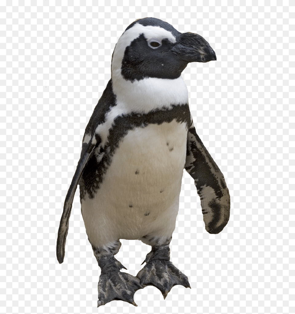 Pinguin, Animal, Bird, Penguin Free Png Download