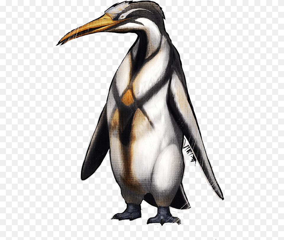 Pinguin Ark, Animal, Bird, Person, Penguin Free Png