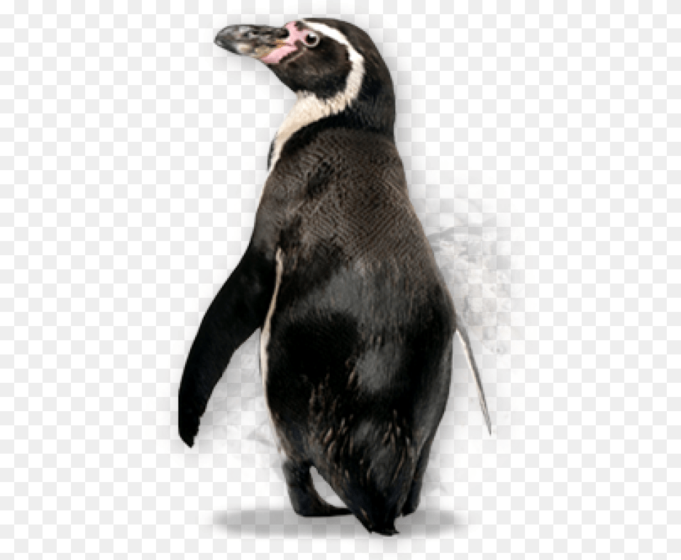 Pinguin Download Galapagos Penguin Background, Animal, Bird Free Transparent Png