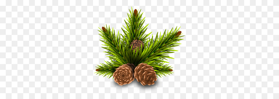 Pinheiro Conifer, Pine, Plant, Tree Png