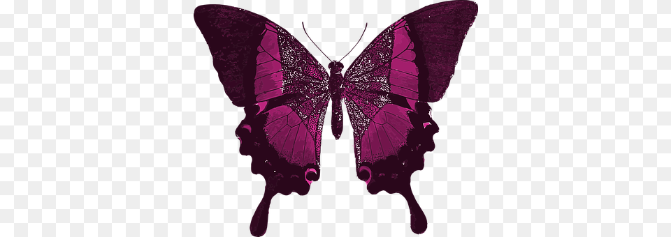 Pink Purple, Person, Accessories, Art Free Transparent Png