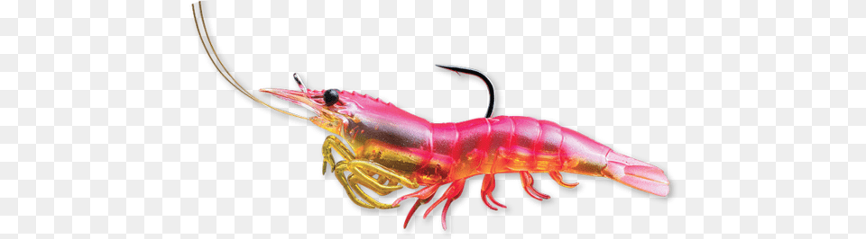 Pink, Animal, Food, Invertebrate, Sea Life Png