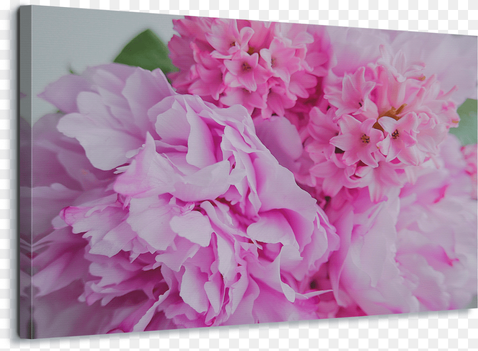 Pink, Flower, Geranium, Plant, Carnation Free Transparent Png