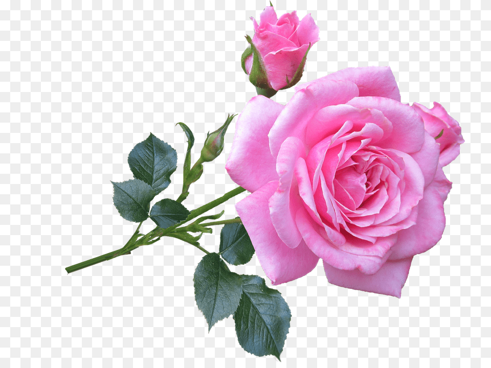 Pink Flower, Plant, Rose Free Transparent Png