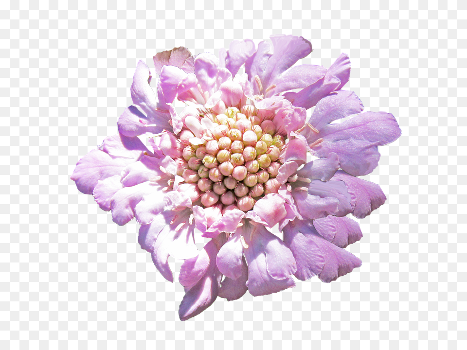 Pink Dahlia, Flower, Petal, Plant Free Png Download