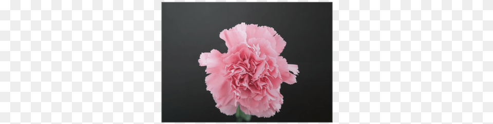 Pink, Carnation, Flower, Plant, Rose Png Image