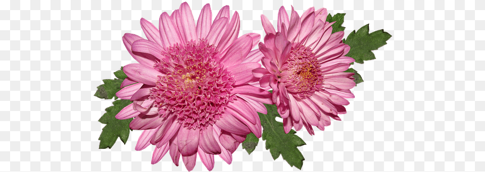 Pink, Dahlia, Daisy, Flower, Plant Png Image