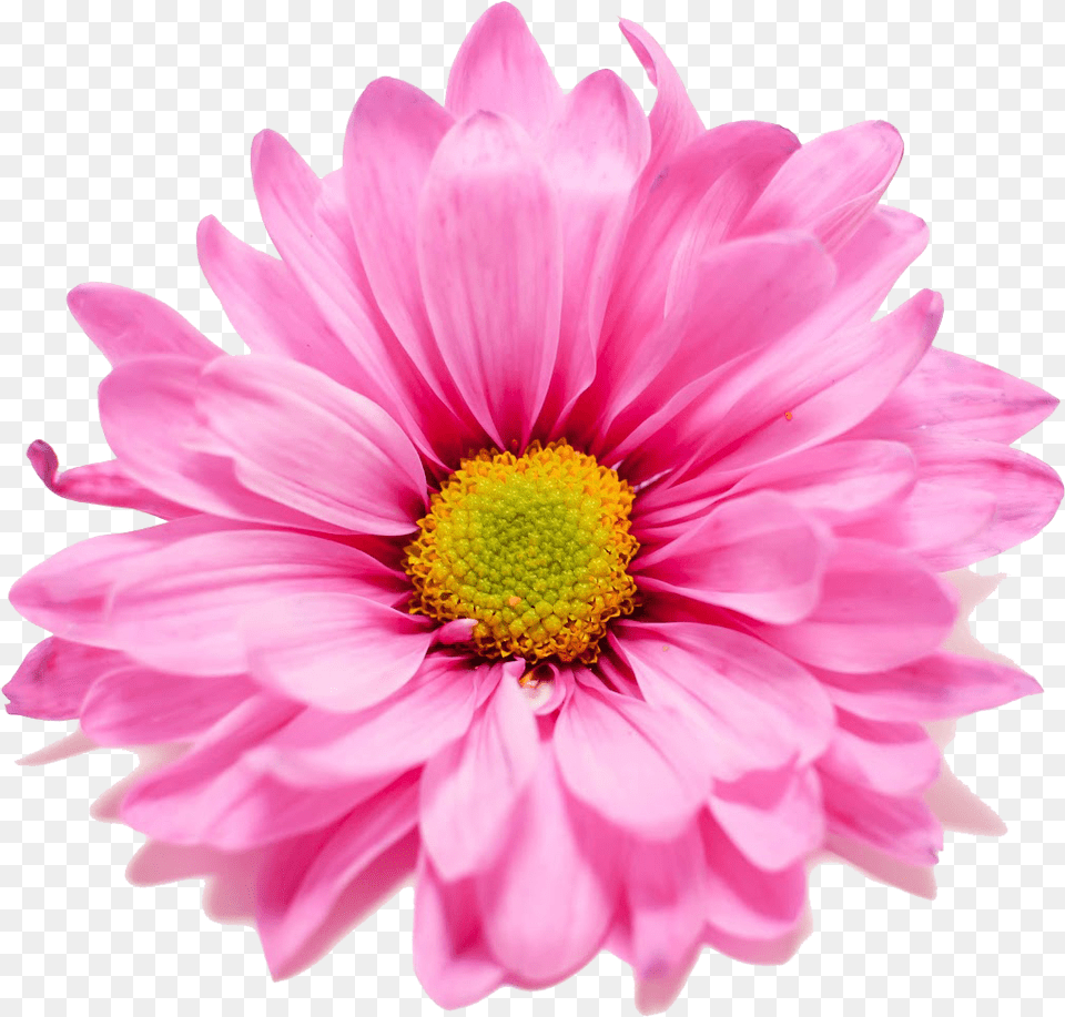 Pink, Dahlia, Daisy, Flower, Petal Free Transparent Png