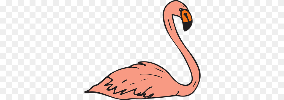 Pink Animal, Beak, Bird, Flamingo Png