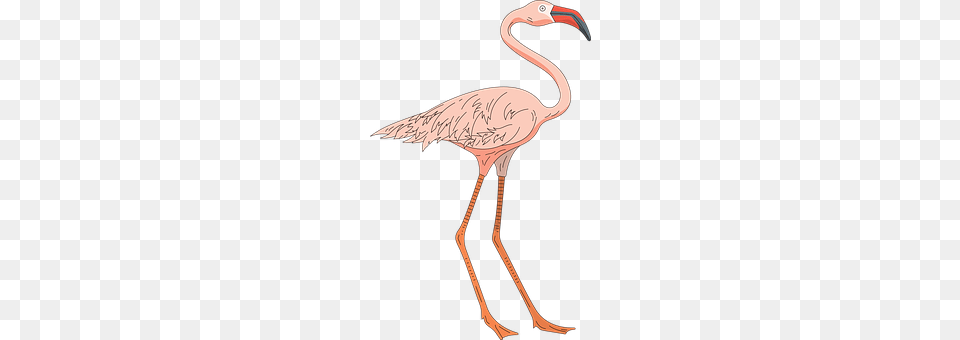 Pink Animal, Beak, Bird, Flamingo Free Transparent Png