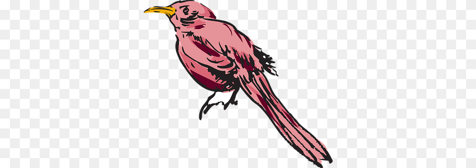 Pink Animal, Beak, Bird, Blackbird Free Transparent Png