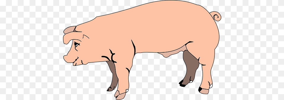 Pink Animal, Pig, Mammal, Hog Png Image