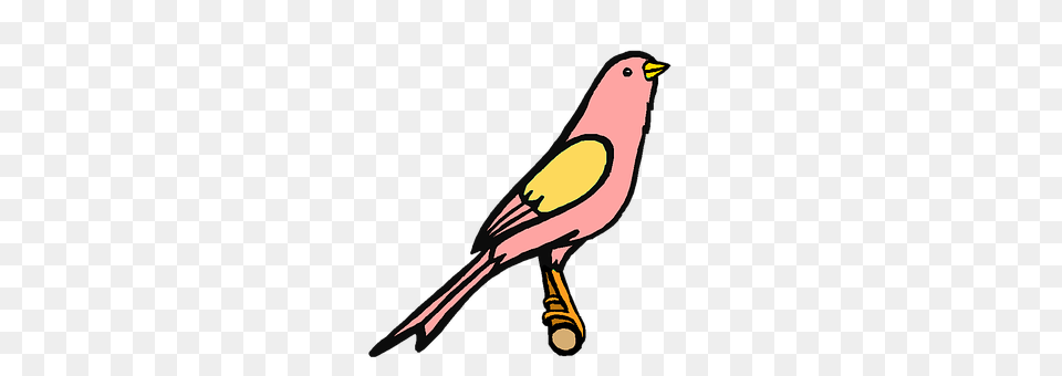 Pink Animal, Bird, Finch, Canary Free Png