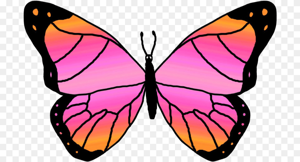 Pink And Orange Butterfly Clipart Download Orange And Pink Butterfly, Animal, Insect, Invertebrate, Person Free Png