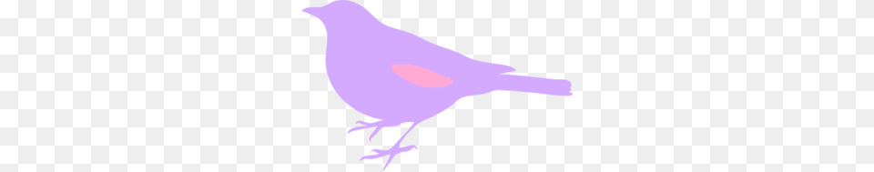 Pink And Purple Bird Silhouette Clip Art For Web, Animal, Blackbird, Finch, Jay Free Png